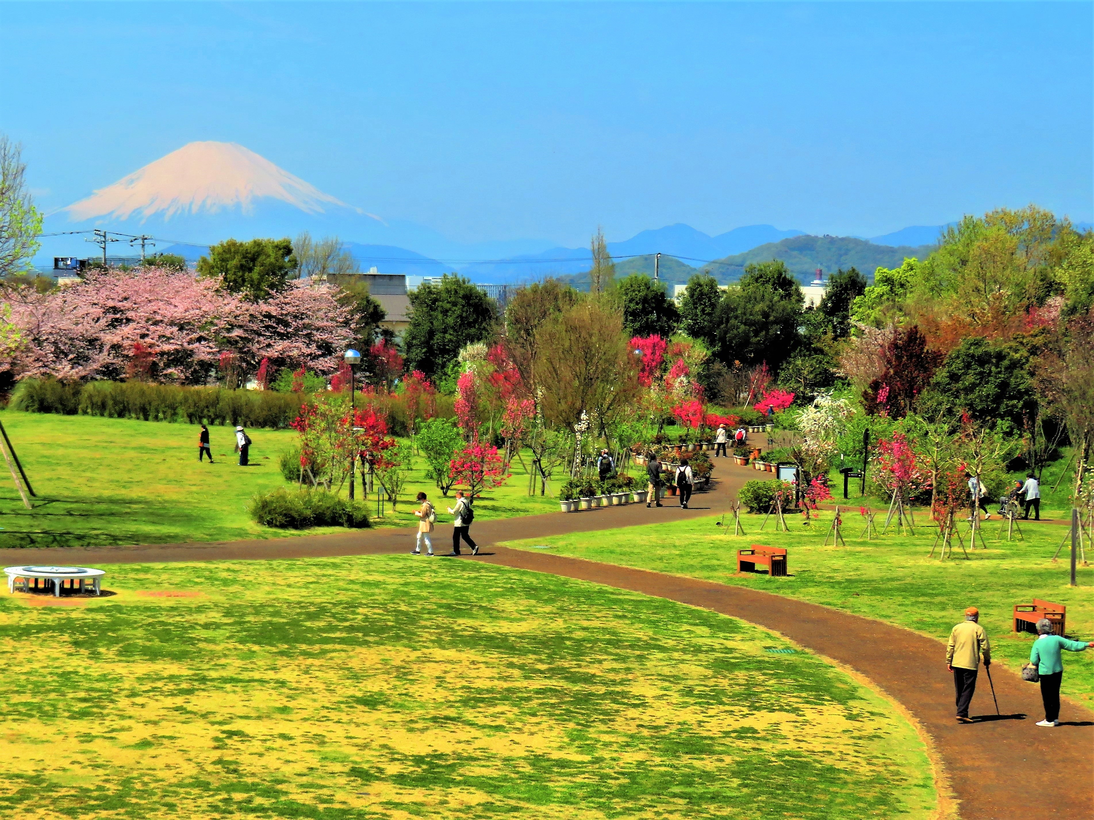 花桃と桜咲く「春告げの小道」／野村昌弘