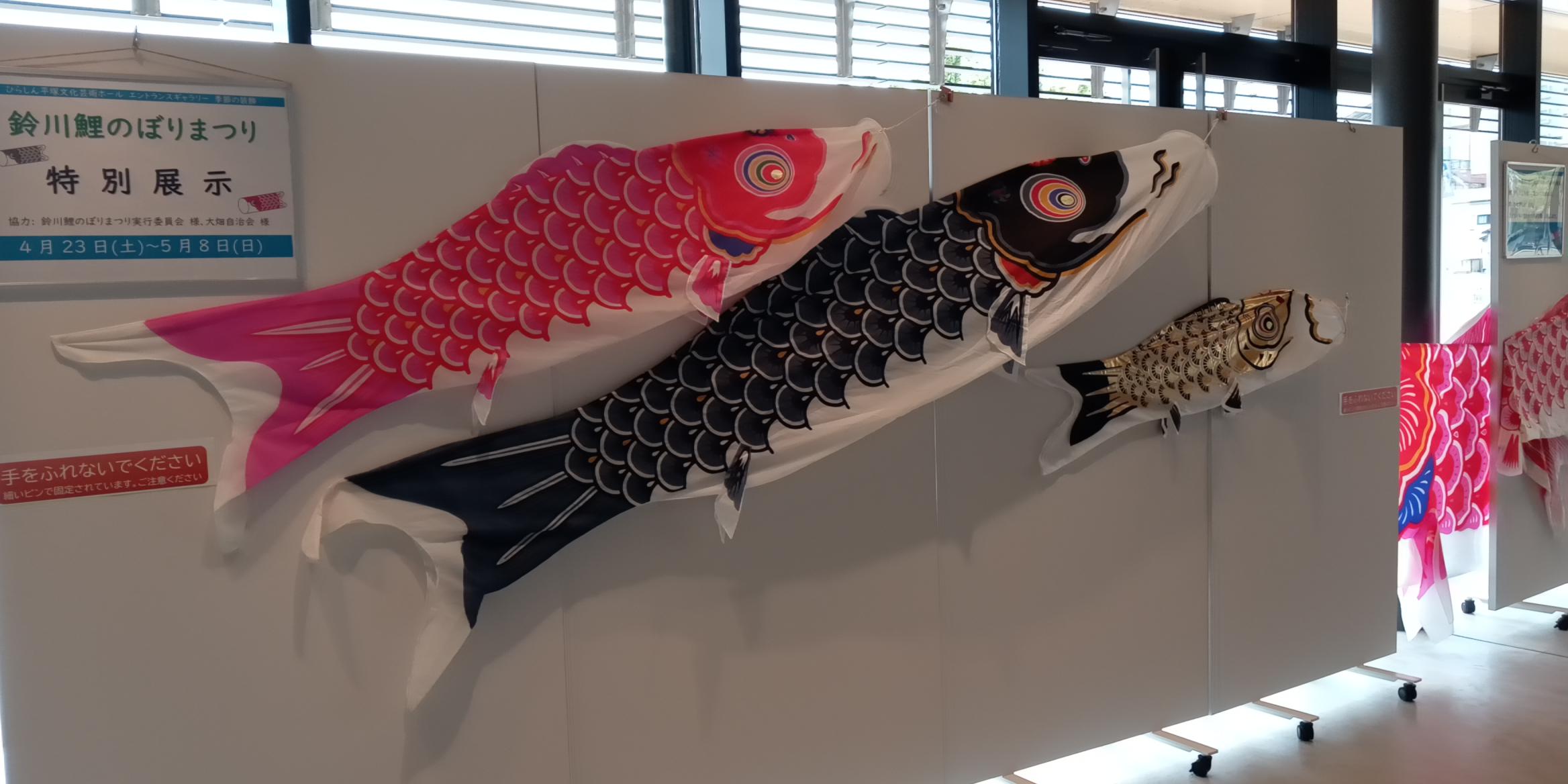 鯉のぼり展示